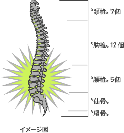 腰椎イメージ イラスト